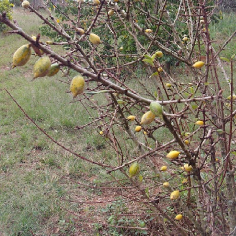 Polynesian Produce Stand BLACKBERRY JAM FRUIT Randia Formosa RARE FRUIT Tree Jasmin de Rosa
